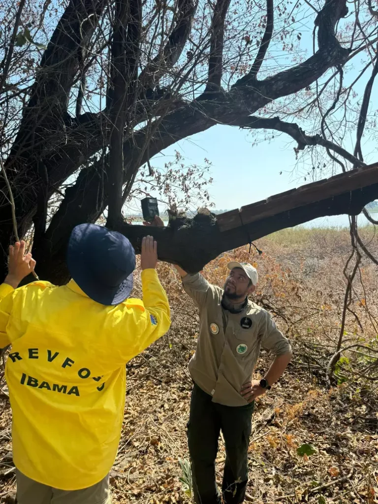 'Pantanal está sufocando': queimadas já consumiram área equivalente a 680 mil campos de futebol